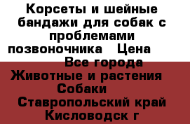 Корсеты и шейные бандажи для собак с проблемами позвоночника › Цена ­ 2 500 - Все города Животные и растения » Собаки   . Ставропольский край,Кисловодск г.